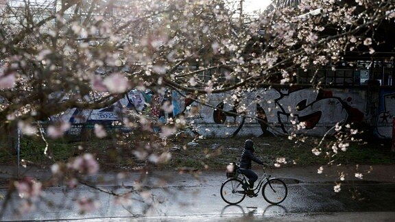 Eine Fahrradfahrerin fährt über eine nasse Straße, während im Vordergrund ein Kirschbaum blüht.