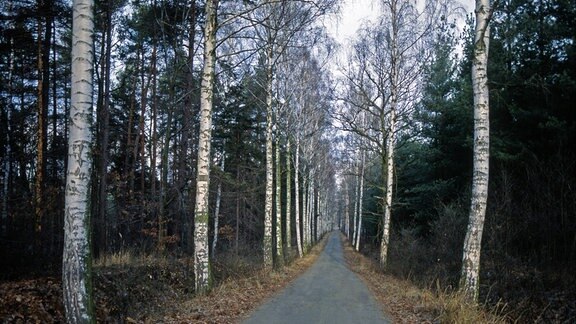 Birken säumen eine Alleestrasse im Colditzer Wald