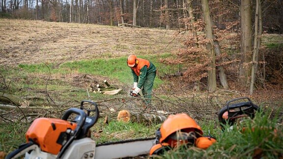 Eine anstrengende und aufwendige Arbeit: Ein Waldbesitzer zerteilt einen gefällten Baum zu Brennholz.