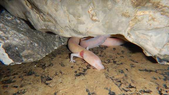 Ein Grottenolm im Olmensee der Hermannshöhle