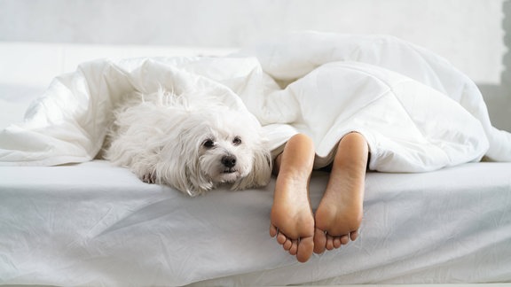 Ein Hund liegt mit einer Frau gemeinsam im Bett