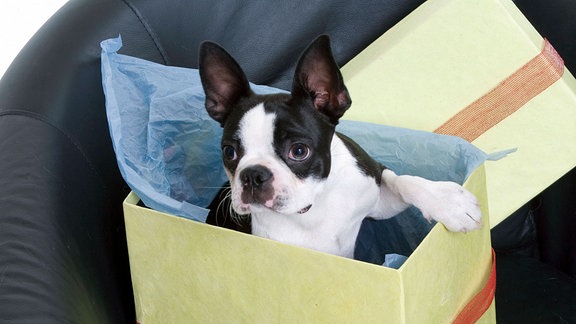 Boston Terrier in einer Geschenkbox