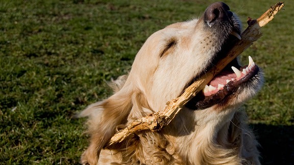 Hund putzt Zähne mit Stock