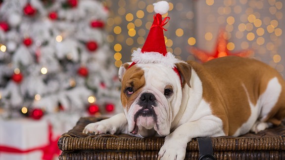 Eine Dogge sitz auf einem Korb und hat eine Weihnachtsmütze auf dem Kopf