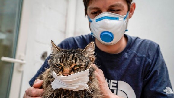Katze mit Mundschutz