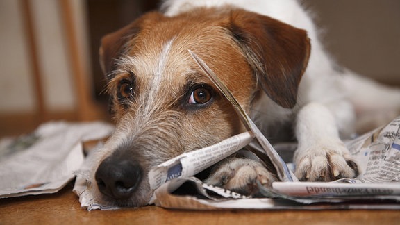Die Unschuld vom Lande: Hund zerkaut Zeitung