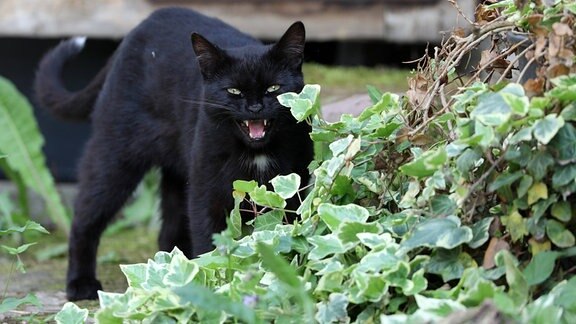 Eine schwarze Katze