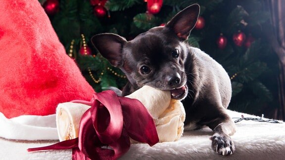 Schwarzer Hund mit Weihnachtsknochen