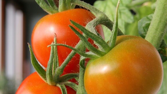 Rote und noch grüne Tomaten an der Pflanze.