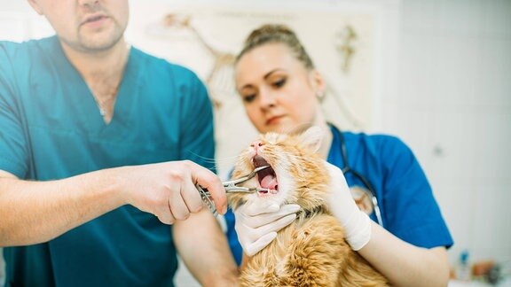 Tierärzte schauen einer Katze ins Maul