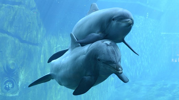Zwei Delfine schwimmen im Delfinarium